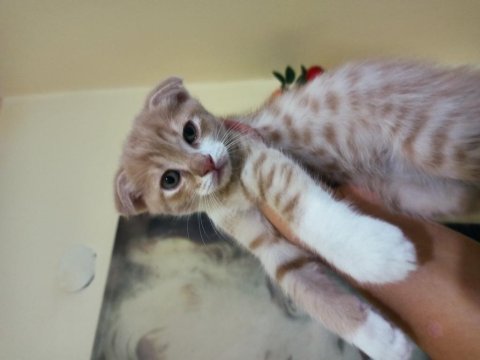 Minik patiler scottish fold