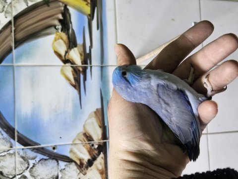 Yeni yeme düşmüş forpus papağanı bebekler