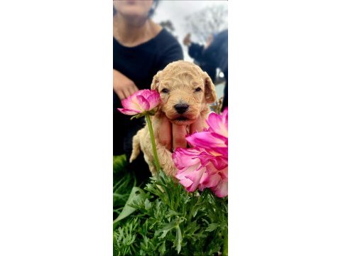 Toy poodle cinsi köpeklerim