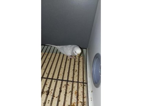 Çift damızlık muhabbet kuşu