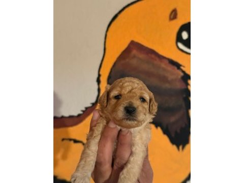 Toy poodle safkan 35 günlük
