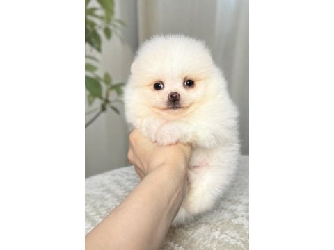 Pomeranian boo beyaz tea cup dişi