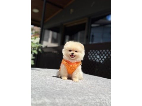 Pomeranian boo yavrumuz