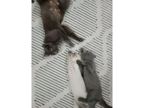 Yeni yuvasını arayan eğitimli son 2 bebek