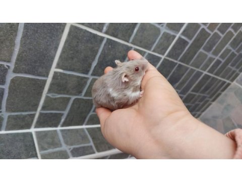 Gonzales hamster yavru
