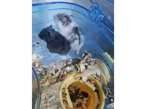 Yavru gonzales hamsterlar