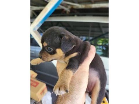 Cep köpeği şivava iki aylık yavru