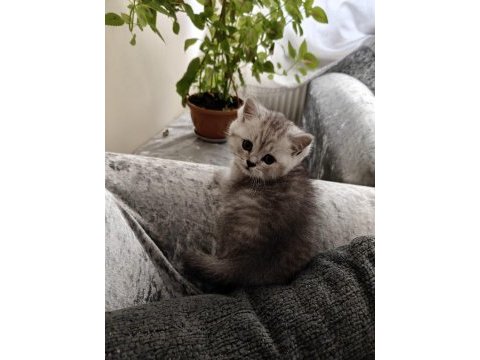 British shorthair erkek yavru