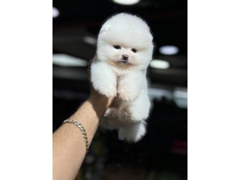 Teddy pomeranian boo wc eğitimli
