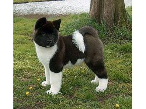 Akita inu yavrular evinizin neşesi olacaktır