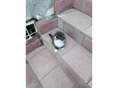 Yavru scottish fold kedisi