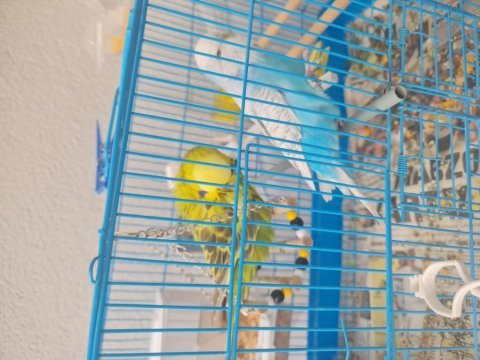 Jumbo eşli muhabbet kuşu