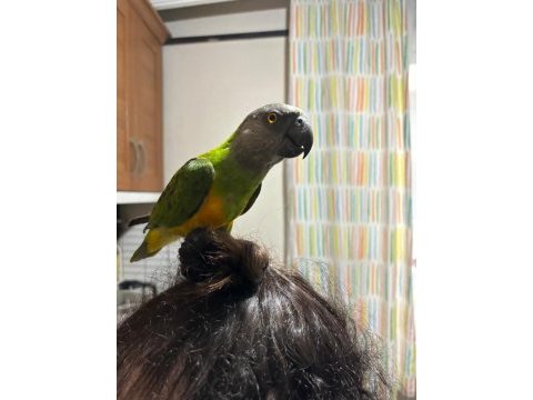 Senegal papağanı