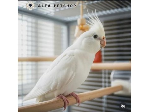 Albino sultan papağanları mevcut adet vermeniz yeterli