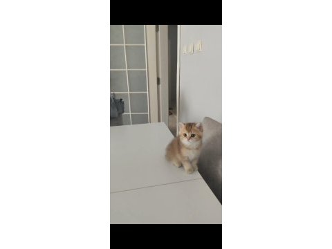 British shorthair ny25 dişi