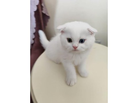 Scottish fold 3 aylık