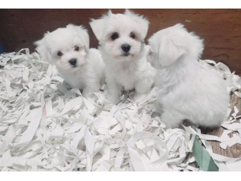 0 numara bembeyaz maltese terrier yavrularımız