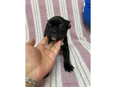 Siyah french bulldog bebeklerimiz