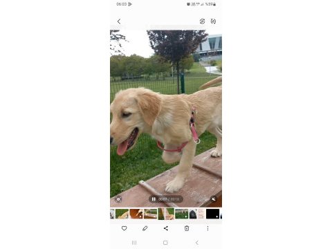 Elimde 4.5 aylık dişi golden retriever var