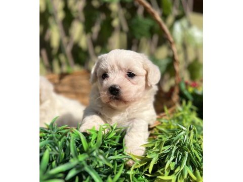 Kar beyaz ırk garantili maltese terrier yavrular