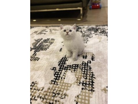 Brıtısh shorthair bebek yüz yavrularım 