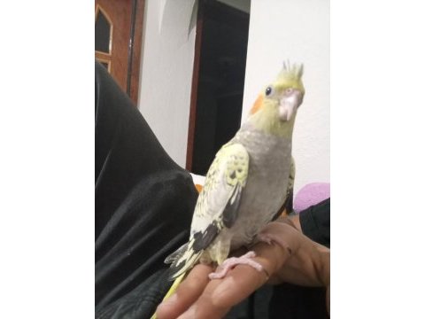 Sultan papağanı eğitimli kuşumuz