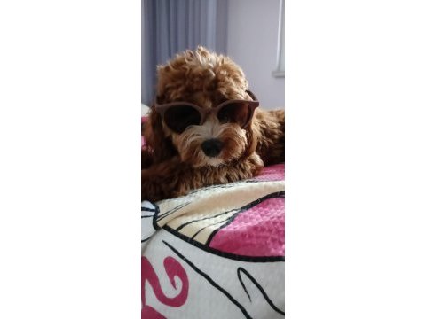 Yavrumuza ev arıyoruz maltipoo