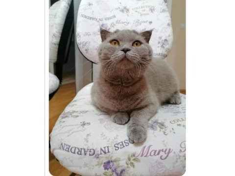 Ücretsiz sahiplendirme scottish fold 3 yaşında