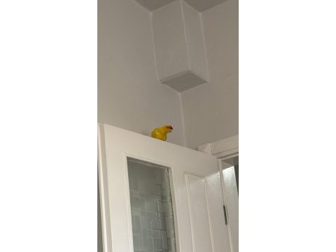 Şarkıcı paraket papağanı
