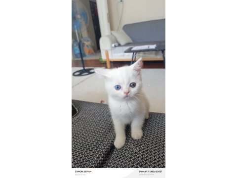 Dişi british shorthair