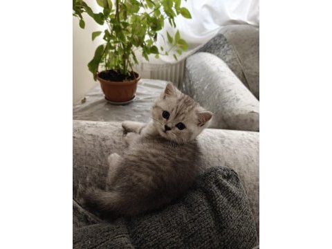 British shorthair erkek yavru