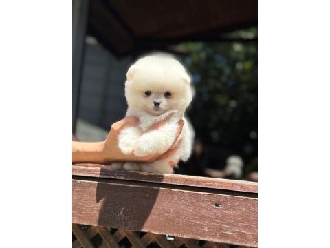 Karbeyaz pomeranian boo