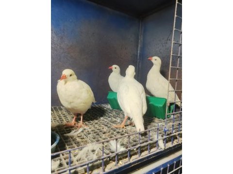 Yetişkin ve palaz kekliklerimiz yuvasını arıyor