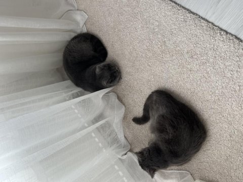 Ücretsiz sahiplendirilecektir 1 yaşında british shorthair