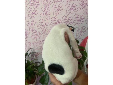 2 aylık dişi safkan french bulldog yeni yuvasını arıyor