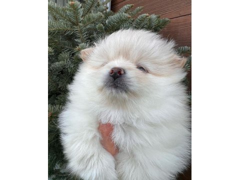 2 pomeranian kızımız