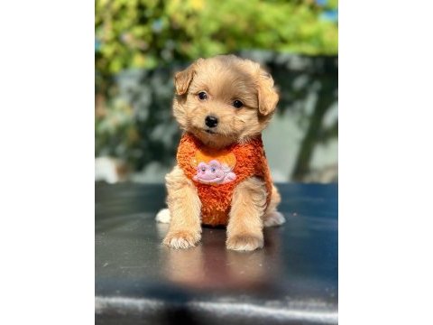 Irk garantili maltipoo yavrular