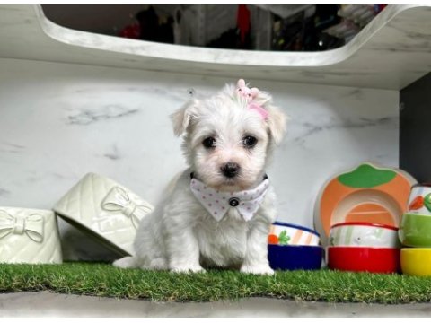 Maltese terrier yavruları