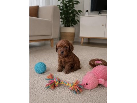 Teacup orjinal kore poodle bebekler