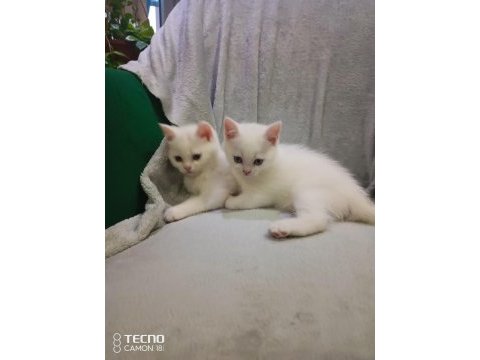 Kediler siz yeni ailelerini bekliyor