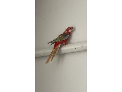 4 aylık kadar ateş rozzella papağanı