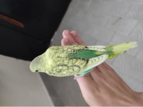 Yeni yeme düşmüş renk güzeli muhabbet kuşu