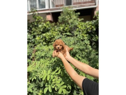 Kore kan aşılı poodle bebekler