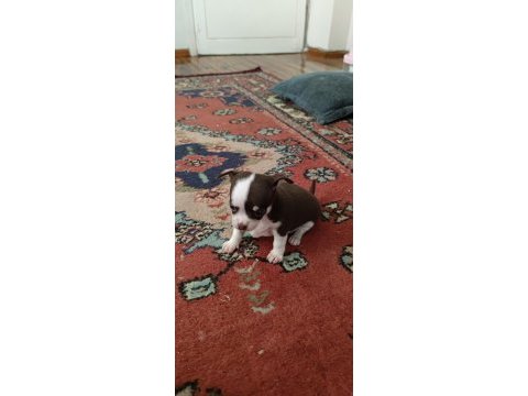 Orjinal 0 beden 45 günlük chihuahua yavrularımız