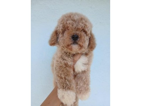 Aşılı teacup kore maltipoo 