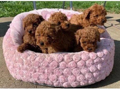 Aşılı pasaportlu mikroçipli toypoodle yavrularımız 