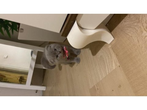 2 aylık yavru scottish fold