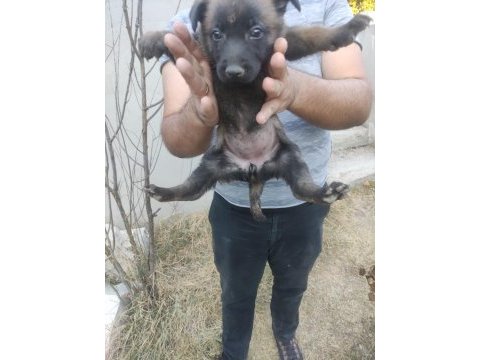 Günü gelen aşıları tam mükemmel malinois yavru köpekler