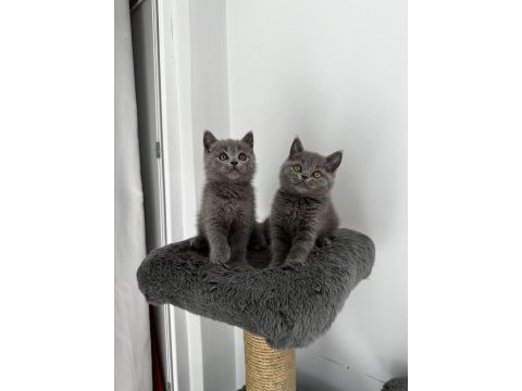Gri british shorthair cinsi yavrumuza yuva arıyoruz