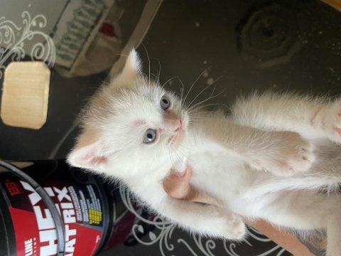 Yavru british shorthair antalya